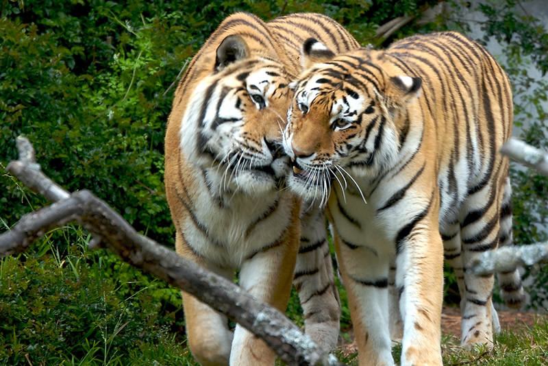  Tuổi Dần: Bạn đang nỗ lực hết mình trong công việc, sự chăm chỉ và vượng vận quý nhân giúp con giáp này hưởng quả ngọt trong tương lai rất gần. May sau chuyện tình cảm cũng thăng hoa không kém.