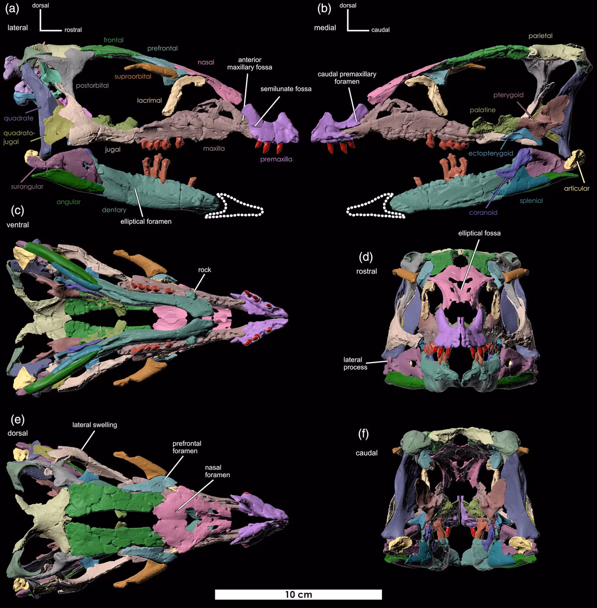 “Hóa thạch khủng long Fona herzogae được tìm thấy nguyên vẹn, với nhiều xương được bảo quản trong tư thế ngực hướng xuống, với chân trước dang rộng, và chúng được bảo quản trong tình trạng cực kỳ tốt”, Haviv Avrahami, tác giả chính của nghiên cứu này mô tả. Ảnh: @The Anatomical Record/X. 