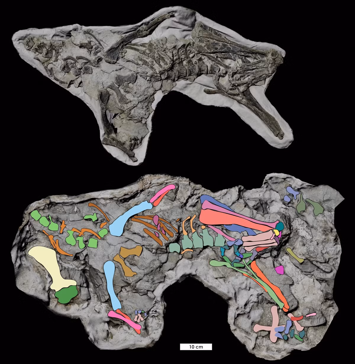 Được khai quật tại Mussentuchit Member of Cedar Mountain Formation, hóa thạch của khủng long Fona herzogae này có một số đặc điểm kỳ lạ và cũng được bảo quản cực kỳ tốt, điều này khiến các nhà cổ sinh vật học nghi ngờ rằng, có điều gì đó kỳ lạ đã diễn ra. Ảnh: @Species New to Science.