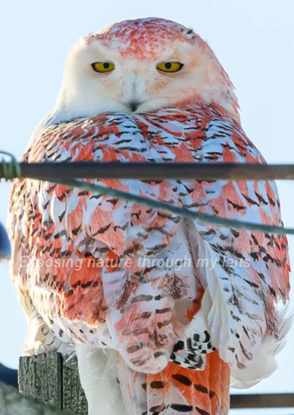 Con chim cú tuyết này đậu hoàn hảo trên một cột điện báo, nhưng thay vì chỉ có lông trắng như tuyết và sắc đen, lông của con cú này lại có thêm màu cam cực kỳ ấn tượng, ngộ nghĩnh. Ảnh: @Julie Maggert.