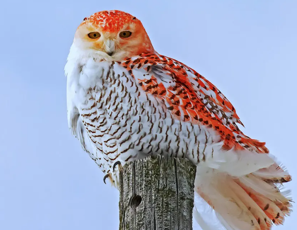 Tiến sĩ Scott Weidensaul, đồng sáng lập tổ chức nghiên cứu cú tuyết Project SNOWstorm, cho biết với tờ New York Times: "Lời giải thích có khả năng nhất đó là do chất lỏng chống đóng băng tại sân bay, vì công thức trong chất này có màu đỏ cam đặc thù". Ảnh: @Julie Maggert.