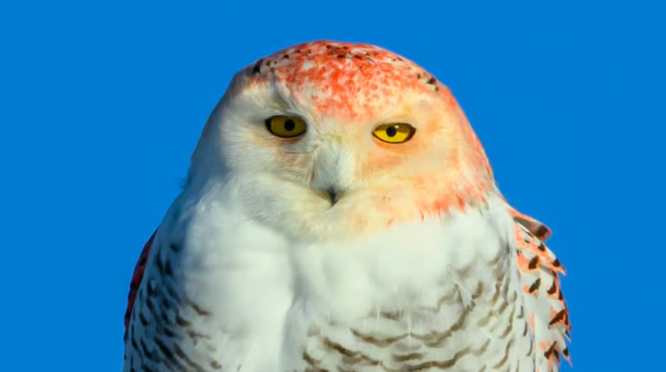 Kể từ khi chia sẻ những hình ảnh trên mạng xã hội, đã có rất nhiều giả thuyết về nguyên nhân khiến lông của con chim cú này chuyển sang màu cam. Ảnh: @Julie Maggert.