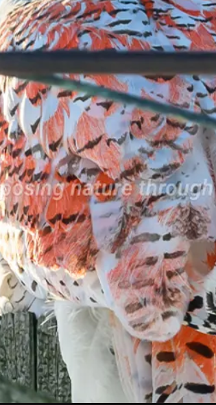 Hoặc con chim cú này có thể bị dính thuốc nhuộm hoặc sơn, do vô tình hoặc do con người cố tình gây ra. Ảnh: @Julie Maggert.