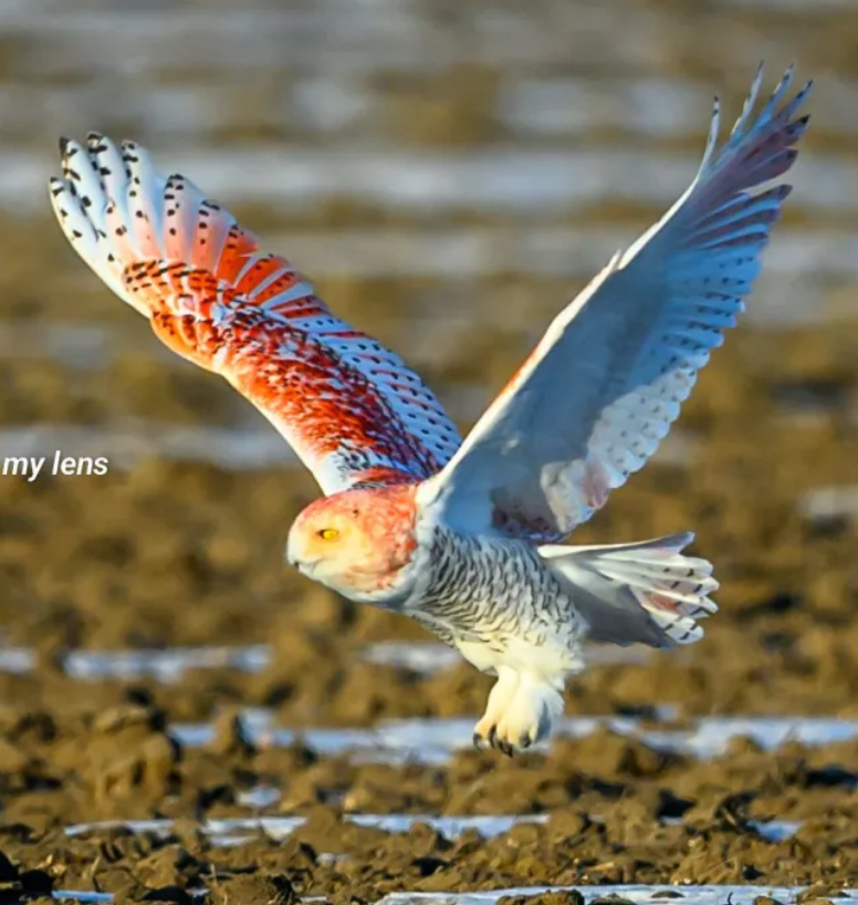 Tuy nhiên, những người khác lại hoài nghi về ý tưởng này và cho rằng, lông màu cam của con chim cú là kết quả của quá trình đột biến gen. Ảnh: @Julie Maggert.