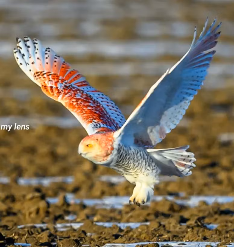 Tuy nhiên, những người khác lại hoài nghi về ý tưởng này và cho rằng, lông màu cam của con chim cú là kết quả của quá trình đột biến gen. Ảnh: @Julie Maggert.