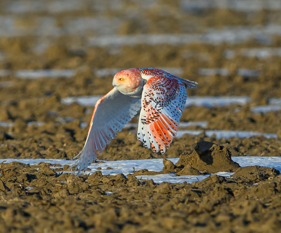 McGraw cho rằng, mẹ của con chim cú này có thể đã tiếp xúc với một loại hóa chất (như thuốc trừ sâu, chất gây ô nhiễm kim loại nặng) sau đó được truyền sang con của nó, gây ra sự khác biệt về màu sắc. Ảnh: @Julie Maggert.