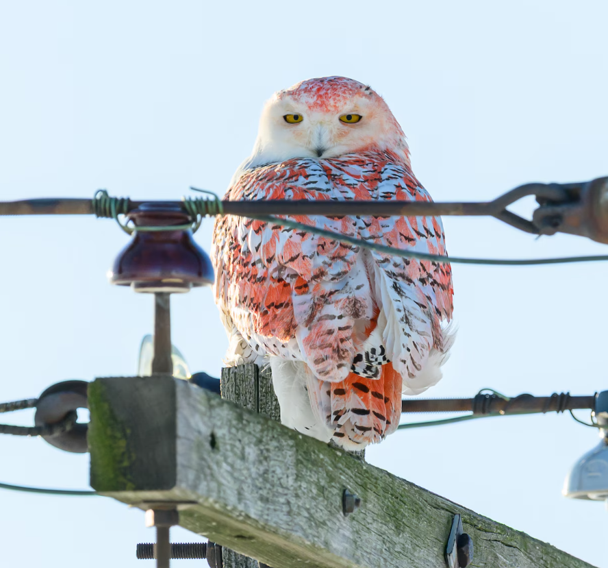Một giả thuyết cho rằng, con chim cú đã bị phủ đầy chất chống đóng băng của máy bay từ Sân bay tưởng niệm Quận Huron gần đó. Ảnh: @Julie Maggert.