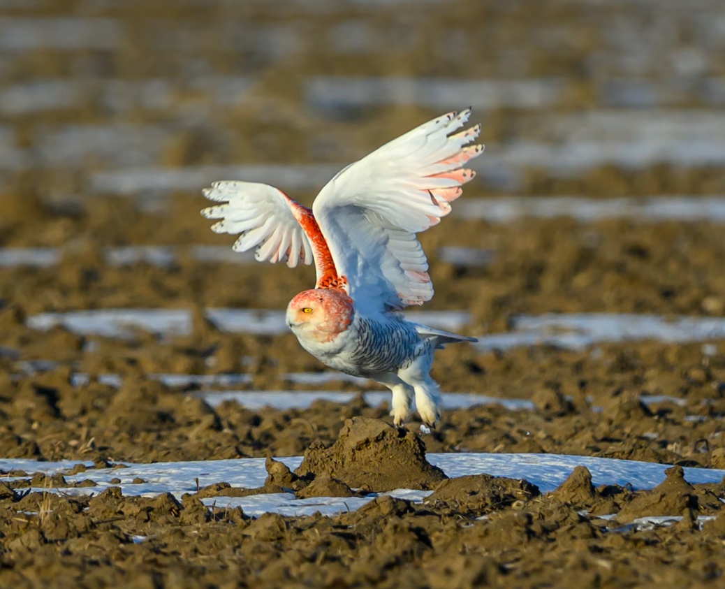 Giáo sư Kevin McGraw nói với kênh Michigan Live: "Có thứ gì đó trong môi trường đã kích hoạt con đường tổng hợp sắc tố pheomelanin, khiến loài chim cú này biểu hiện sắc tố màu cam quá mức”. Ảnh: @Julie Maggert.