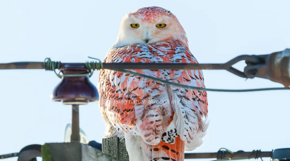 Phát hiện ở Quận Huron, con chim cú đã được nhiếp ảnh gia động vật hoang dã Julie Maggert chụp ảnh lại. Ảnh: @Julie Maggert.