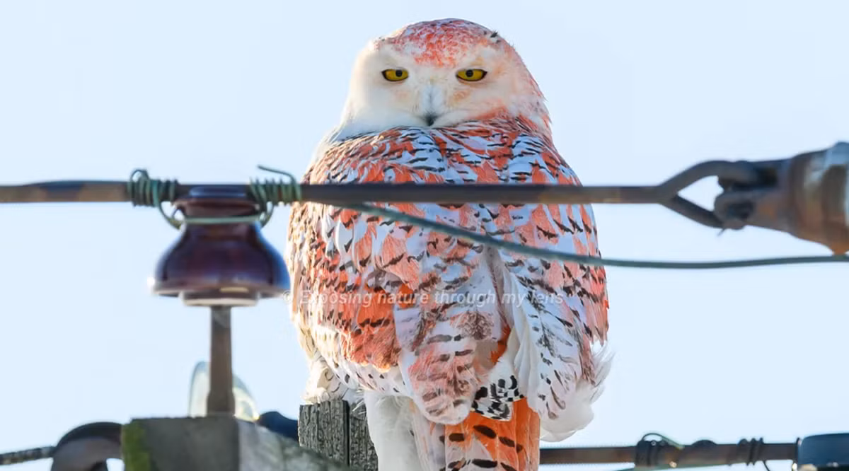 Phát hiện ở Quận Huron, con chim cú đã được nhiếp ảnh gia động vật hoang dã Julie Maggert chụp ảnh lại. Ảnh: @Julie Maggert.