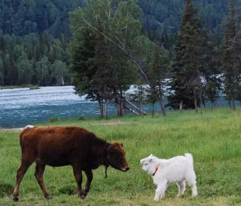 Tuổi Sửu và Tuổi Mùi: Cặp đôi Sửu Mùi khi ở cùng nhau rất dễ đem đến vận đen cho đối phương. Không những thế, người tuổi Sửu không chấp nhận những sự thay đổi của người tuổi Mùi, còn người tuổi Mùi lại không chịu được tính cố chấp, bảo thủ của người tuổi Sửu. Cặp đôi này cũng luôn vì những chuyện nhỏ nhặt mà xảy ra tranh cãi, do đó những điều may mắn ít khi đến với cặp đôi này. (Bài viết chỉ mang tính tham khảo, cung cấp nội dung trắc nghiệm vui cho bạn đọc)