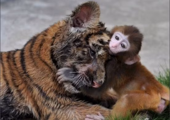  Tuổi Dần và tuổi Thân: Cặp đôi Dần Thân thường bất đồng về ý kiến, thường rơi vào tình trạng “bạn tranh tôi cãi”, không ai chịu nhường ai. Người tuổi Dần thường không thông cảm cho người tuổi Thân, còn người tuổi Thân lại không đồng ý với những quan điểm của người tuổi Dần. Hai con giáp này kết hợp với nhau thường đem lại những điều xui xẻo.