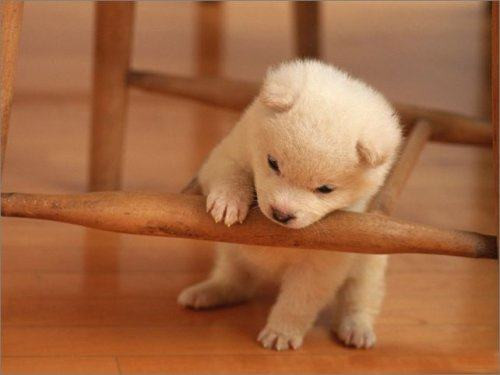 Tuổi Tuất: Công việc: thái độ làm việc nghiêm túc, cần mẫn giúp cho công việc hòan thành xuất sắc. Tài vận: có nhiều sáng kiến cho việc đầu tư kiếm tiền nhưng cũng nên có một kế hoạch quản lý tài chính tốt. Tình cảm: chuyện tình cảm không nhiều biến động, nên để mọi việc thuận theo tự nhiên.