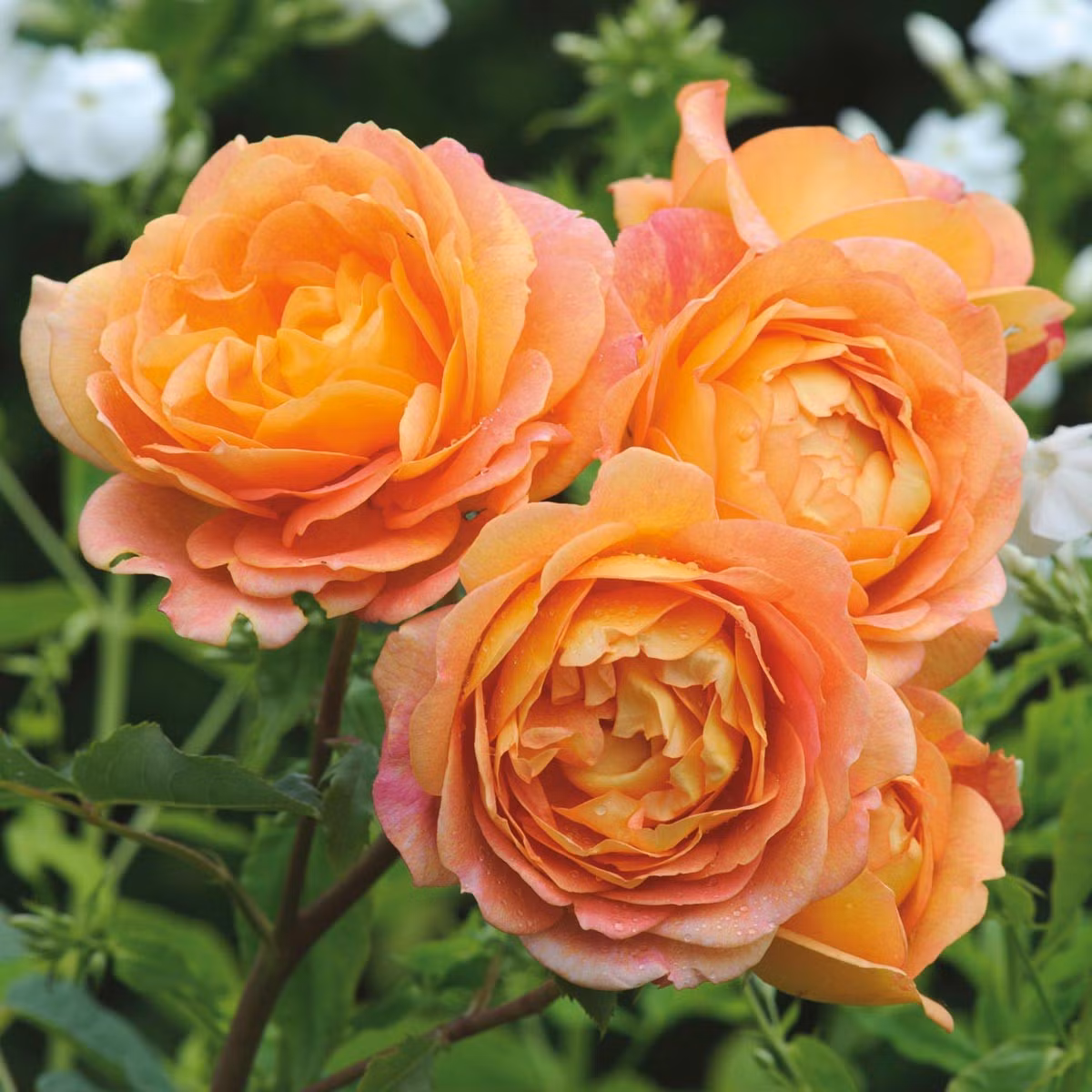 Tuổi Mão: Công việc: công việc bận rộn, không nên ngần ngại khi yêu cầu sự trợ giúp của đồng nghiệp để hoàn thành công việc. Tài vận: ngày không thích hợp cho việc bỏ tiền ra đầu tư. Tình cảm: nên chủ động hơn nữa trong chuyện tình cảm. Ảnh: davidaustinroses.com.