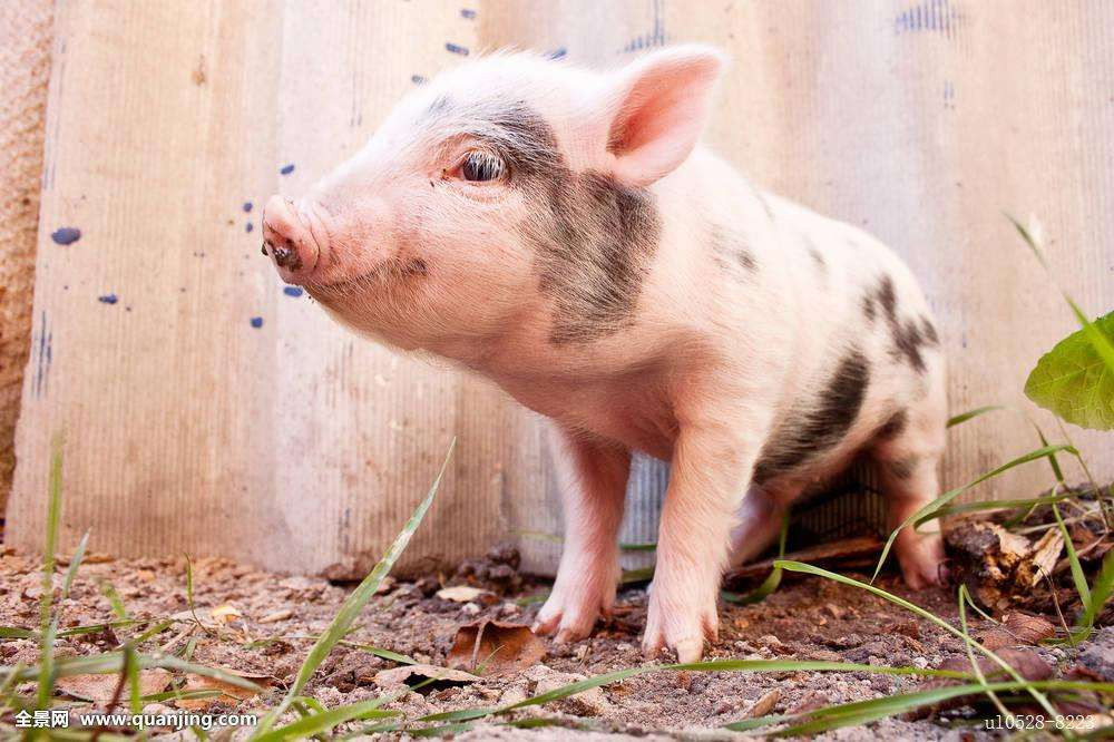 Tuổi Hợi: Công việc: công việc gặp nhiều trắc trở nên thận trọng trong mọi việc. Tài vận: ngày xấu cho tài vận, không thích hợp cho việc cầu tài. Tinh cảm: đừng để tiền bạc ảnh hưởng xấu đến tình cảm. (Thông tin trong bài chỉ mang tính tham khảo, cung cấp nội dung trắc nghiệm vui cho bạn đọc).