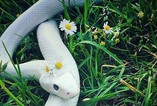 Từ rằm tháng 6, đặc biệt tuổi Tỵ sinh năm 1977 và 2001 âm dương tương thành, do ngũ hành Mộc vượng, kết hợp mệnh Hỏa của tuổi Tỵ tạo cục diện Mộc Hỏa sinh tài lộc. Một khi cơ hội đến, tài lộc dồi dào, cuộc đời bước sang tầm cao mới.