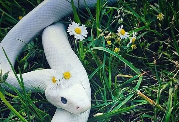 Từ rằm tháng 6, đặc biệt tuổi Tỵ sinh năm 1977 và 2001 âm dương tương thành, do ngũ hành Mộc vượng, kết hợp mệnh Hỏa của tuổi Tỵ tạo cục diện Mộc Hỏa sinh tài lộc. Một khi cơ hội đến, tài lộc dồi dào, cuộc đời bước sang tầm cao mới.