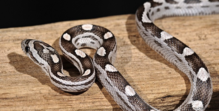 Tuổi Tỵ theo ngũ hành thuộc mệnh Hỏa mạnh mẽ, có tính cách cương nghị, sống có phong cách, khí chất riêng.