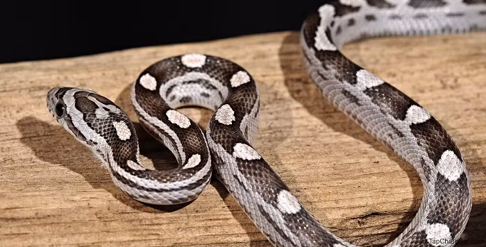 Tuổi Tỵ theo ngũ hành thuộc mệnh Hỏa mạnh mẽ, có tính cách cương nghị, sống có phong cách, khí chất riêng.