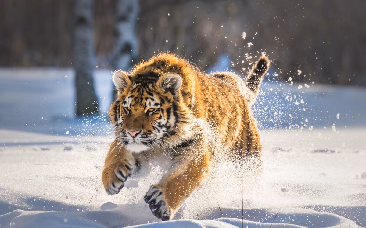 Từ rằm tháng 6, con giáp sẽ bước lên đỉnh cao sự nghiệp bằng đôi chân của mình, sau đó của cải ập đến. Nếu nắm bắt được vận may lớn này, con giáp bước sang trang mới.