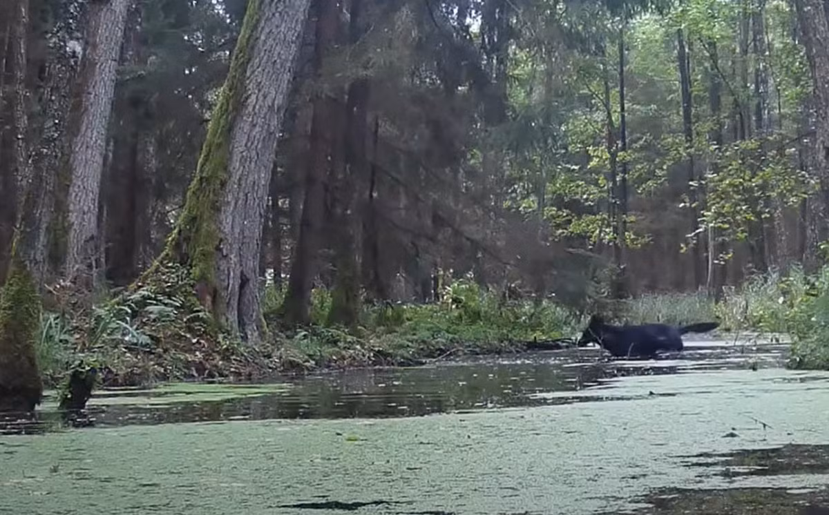 Người ta cho rằng, màu đen xuất phát từ đột biến ở loài chó nhà được lai tạo với loài sói cách đây hàng nghìn năm. Ảnh: @SAVE Wildlife Conservation Fund Poland.