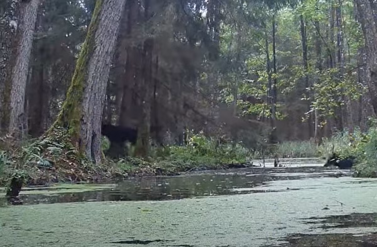 Phân cảnh thứ hai cho thấy, có hai con sói đen sau đó băng qua con suối. Ảnh: @SAVE Wildlife Conservation Fund Poland.