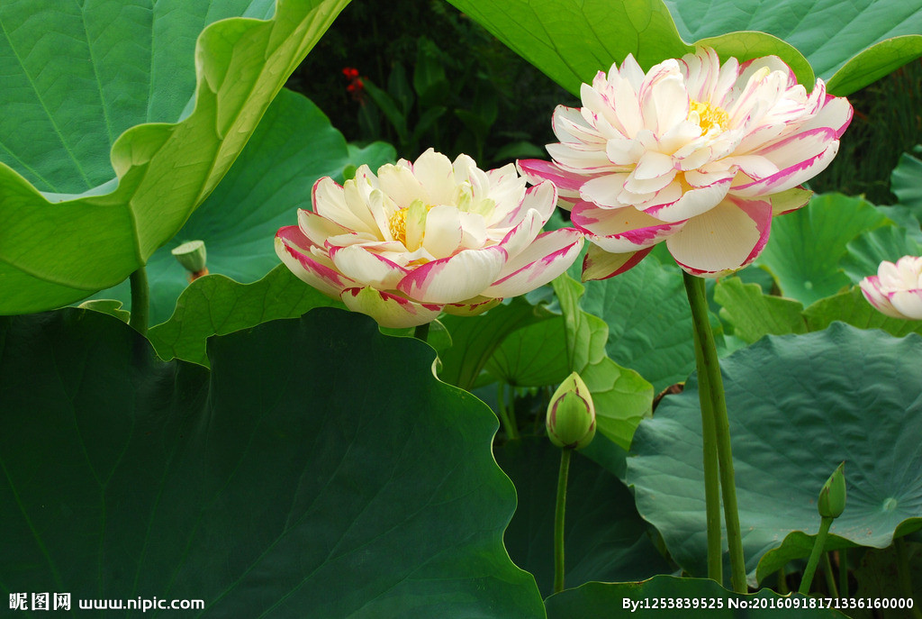 Tuổi Mùi: Công việc: nên tập trung vào công việc. Tài vận: cẩn thận, tránh bị mắc lừa về tiền bạc. Tình cảm: nên có sự trao đổi thẳng thắn trong tình cảm. Ảnh: nipic.com.