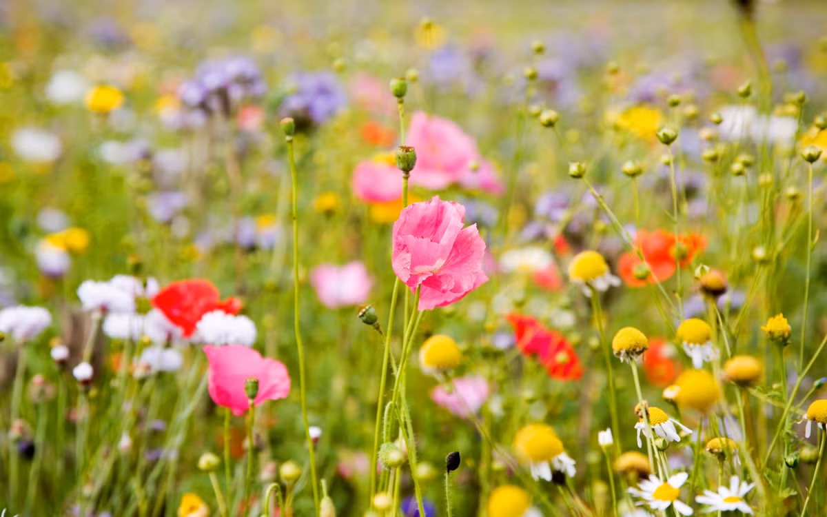 Tuổi Tuất: Công việc: có thể tham gia các dự án đầu tư. Tài vận: có thêm nhiều khoản thu. Tình cảm: ngày thích hợp cho việc hẹn hò. Ảnh: baidu.com.