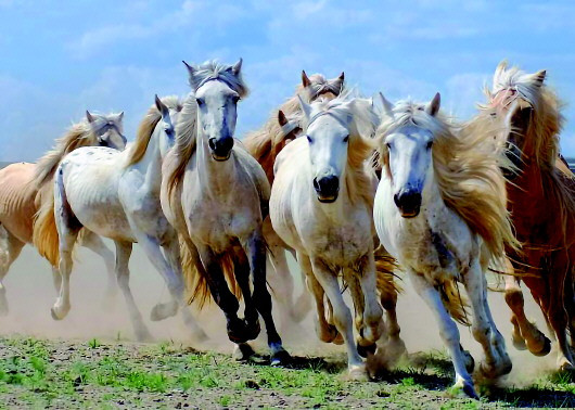 Trong số đó ắt có quý nhân, đưa đường chỉ lối trong sự nghiệp, mang lại nhiều cơ hội làm ăn, tiền bạc cho con giáp. Nói về nửa sau năm 2021 cho đến 2 năm sau, tuổi Ngọ có tiền có chức vị dù ít danh tiếng. Hãy yên tâm hưởng hạnh phúc yên bình.