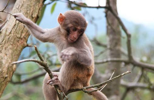 Tháng 8, 9/2022 sẽ là thời điểm bùng nổ về tài vận và công việc của người tuổi Thân thời gian cuối năm 2022. Đây sẽ là điểm mốc quan trọng để con giáp này tạo nên những đột phá lớn, sẽ dễ dàng thu về những kết quả tốt đẹp nhất. 