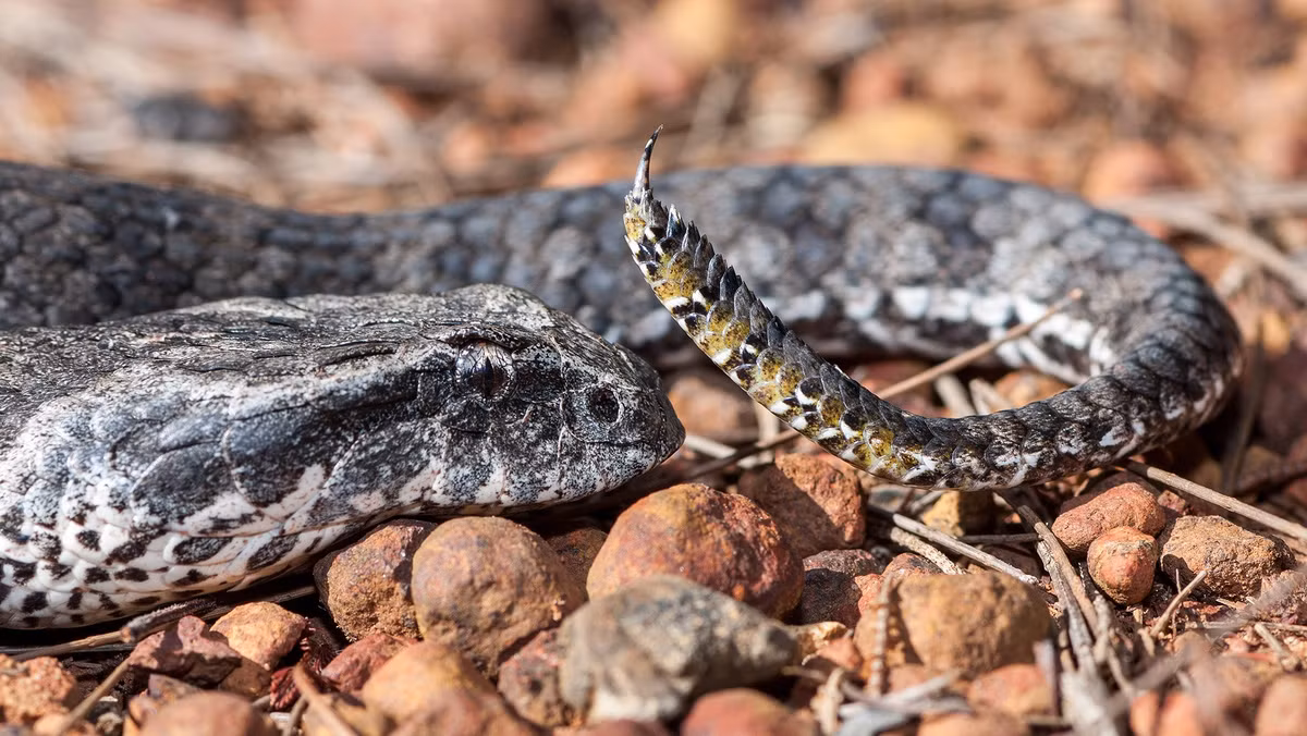 Một vết cắn có thể dẫn đến tê liệt hoặc tử vong nhanh chóng. Ảnh: @Australian Geographic.
