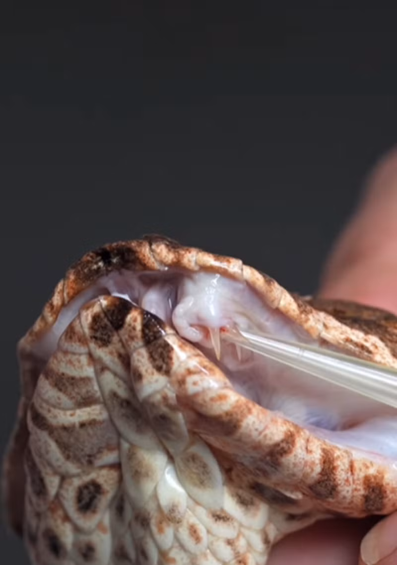 “Một ngày nọ, tôi đang lấy nọc độc và nhận thấy nó có hai răng nanh ở cùng một bên” người quản lý Công viên Bò sát Úc, Billy Collett cho biết. Ảnh: @Billy Collett.