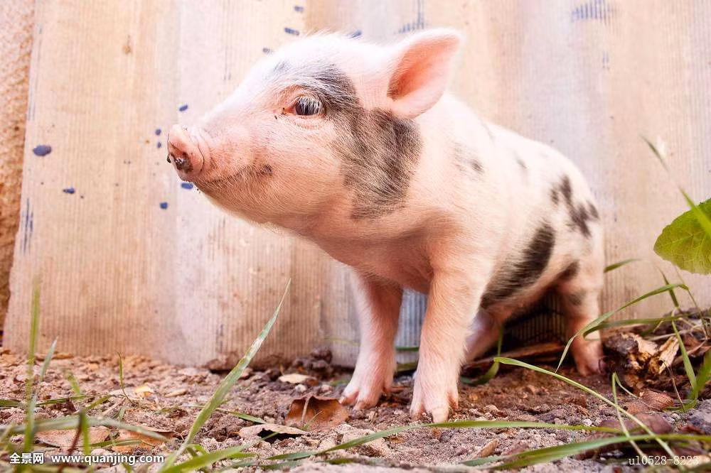  Người tuổi Hợi thông minh, phản ứng nhanh, luôn nỗ lực hết mình cho công việc lại cần cù ham học hỏi nên sẽ luôn thu được kết quả tốt.