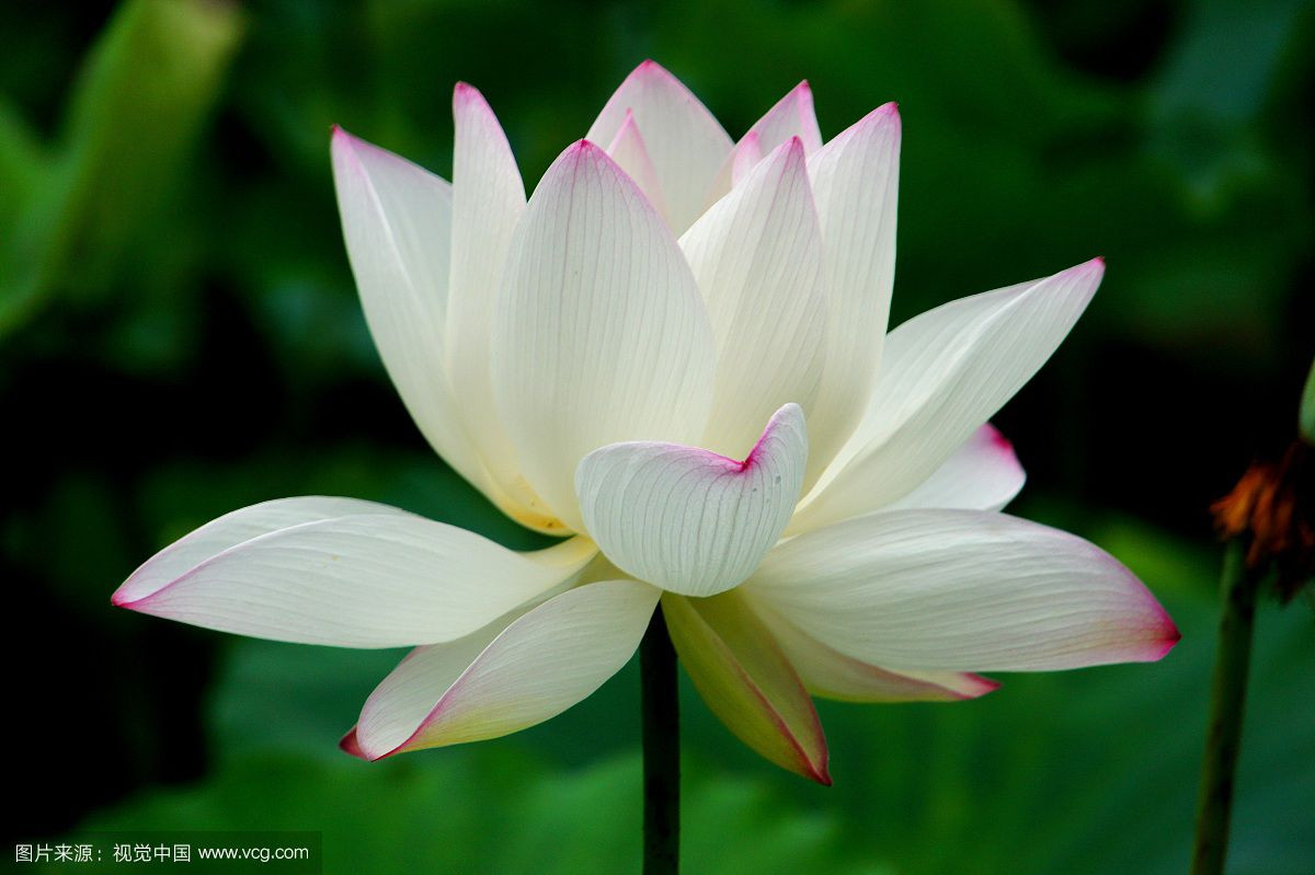 Tuổi Dậu: Vận thế người tuổi Dậu trong tuần mới không tốt, mọi chuyện đều đi xuống, công việc bị ảnh hưởng bởi tâm trạng tiêu cực, ngoài ra còn rơi vào tình trạng “hao tài tốn của”. Ngày xung kỵ: thứ hai, không thể tập trung vào làm việc vì tâm trạng không tốt. Ngày đào hoa vượng phát: thứ sáu, chuyện tình cam mặn nồng do có hành động lãng mạn cho người mình yêu. Ngày vượng tài: thứ bảy, xuất hiện nhiều cơ hội phát tài. Ảnh: baidu.com.