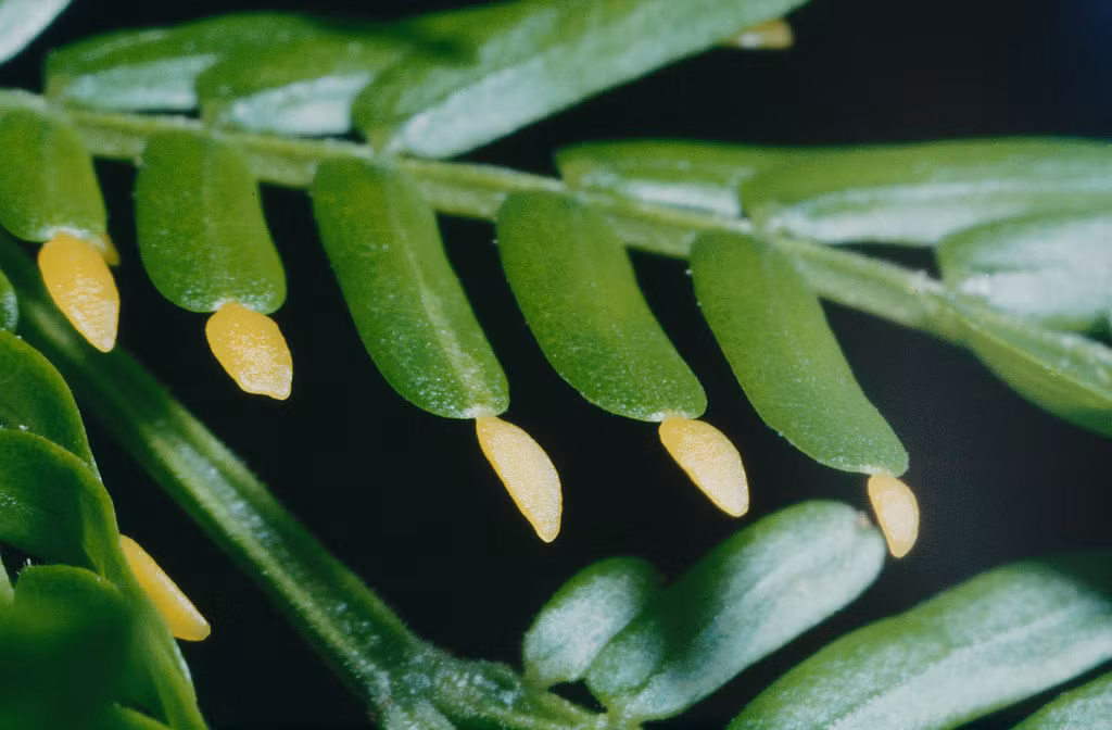 Giàu lipid và protein, bộ phận Beltian bodies rất bổ dưỡng đối với côn trùng, nhưng lại cực kỳ khác thường đối với thế giới các loài nhện, bởi phần lớn trong số chúng là loài ăn thịt. Ảnh: @Flickr.