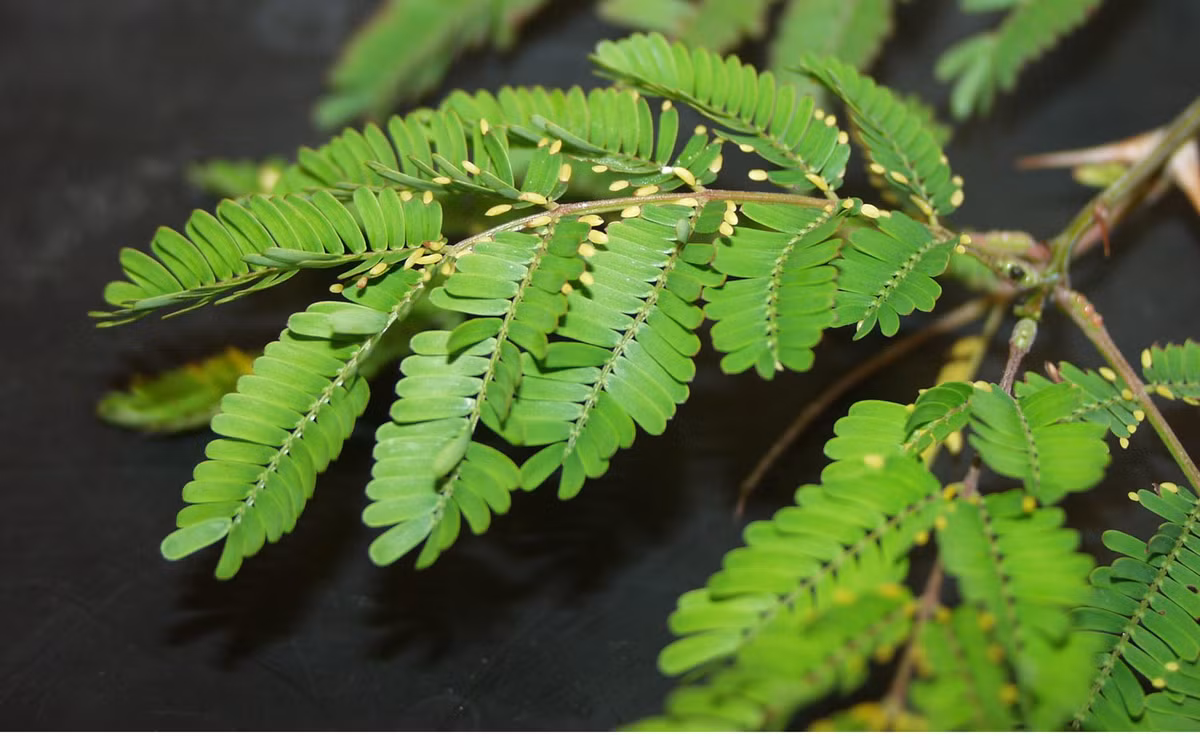 Được biết, Beltian bodies là một cơ quan hình xúc xích nằm ở đầu lá của một số loài cây keo, nó tiết ra dầu và protein làm thức ăn cho kiến. Ảnh: @Search UW-Madison Libraries.