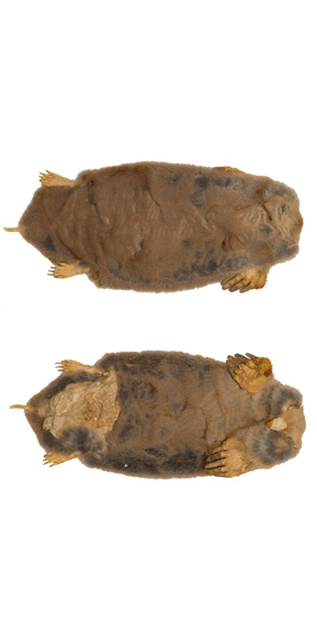 Con vật này đã tìm đường vào lều của người lính Liên bang tên là James J. Van Liew. Vì một lý do cũng như bằng cách nào đó, James J. Van Liew đã bắt được con vật, gửi da của nó cùng với một lá thư viết cho "Người vợ thân yêu" của anh ấy, người này tên là Charity Snider. Ảnh: @WC843258, Record Group 15.