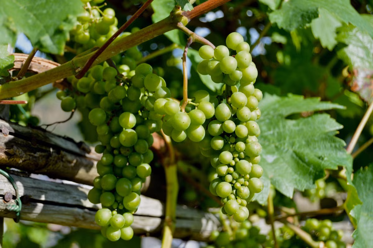 Người tuổi Hợi không phải lo lắng về cơm áo gạo tiền. Đặc biệt, con giáp này dễ có tin vui về đường con cái, nếu sinh con ắt sẽ sinh quý tử. Ảnh: pexels.com. (Bài viết chỉ mang tính tham khảo, cung cấp nội dung trắc nghiệm vui cho bạn đọc).