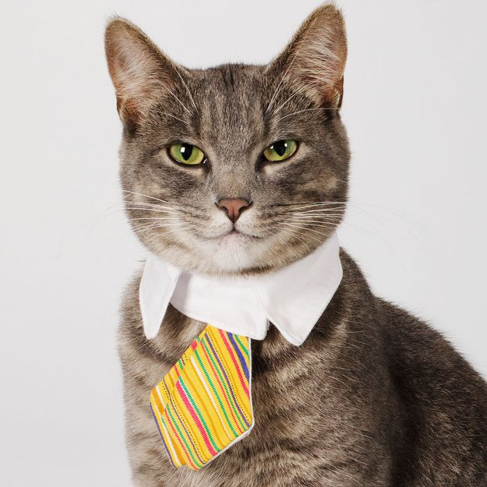 Thế nhưng từ năm 2024 cho đến 2025, con giáp đã dần khắc phục, con đường kiếm tiền đang ở trước mắt. Vận may kéo dài trong 5 năm không có gì thay đổi, cát tinh, Thần Tài, quý nhân như khách quen đến nhà. Tuổi Mão thực sự có thể mở rộng tầm nhìn và có cuộc sống bước sang một trang hoàn toàn mới.