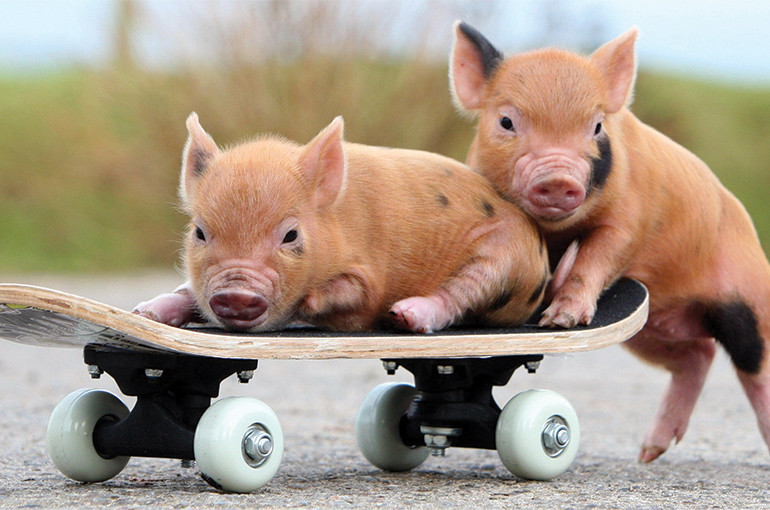 Bản thân tuổi Hợi có tài năng hơn người, chỉ khi được nhìn nhận và định hướng đúng đắn, con giáp sẽ phát huy hết khả năng, liên tiếp mang về thành công cho nơi làm việc, cũng như trong việc kinh doanh cá nhân. Vì vậy trong 2 tháng tới, tuổi Hợi như cá về nước, thoả sức thể hiện tài năng, gặt hái tiền bạc, công danh về không ngớt.