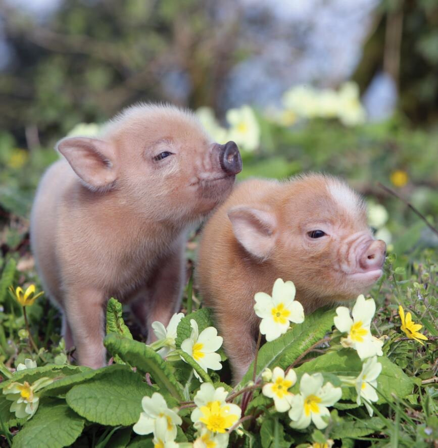 Tuổi Hợi dành thời gian đầu ngày để lên kế hoạch cụ thể, sẽ có ngày làm việc hanh thông. Tài lộc đang mỉm cười với con giáp, khiến việc kinh doanh thu về lợi nhuận rủng rỉnh. (*Thông tin chỉ mang tính chất chiêm nghiệm, trắc nghiệm vui).