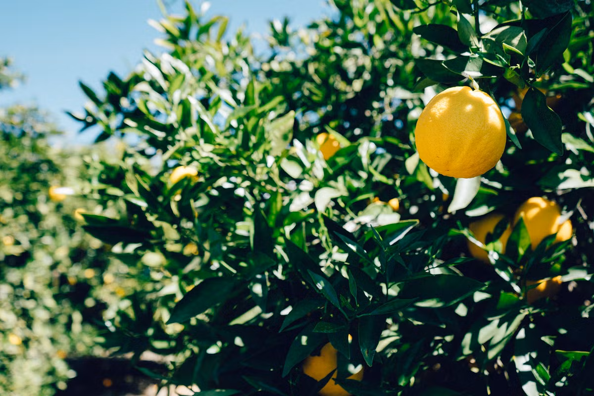 Tuổi Ngọ: Người tuổi Ngọ làm việc gì cũng rất chắc chắn, cẩn trọng và bình tĩnh và đặc biệt có trách nhiệm rất cao đối với công việc. Ảnh: pinterest.com.