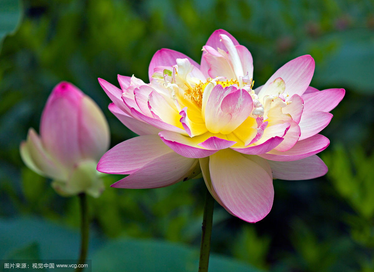 Tuổi Dậu: Công việc: thuận buồm xuôi gió, hoàn thành mọi công việc được giao. Tài vận: cân nhắc kỹ lưỡng trước khi bỏ tiền ra đầu tư. Tình cảm: nên chủ động hơn nữa trong tình cảm. Ảnh: vcg.com.