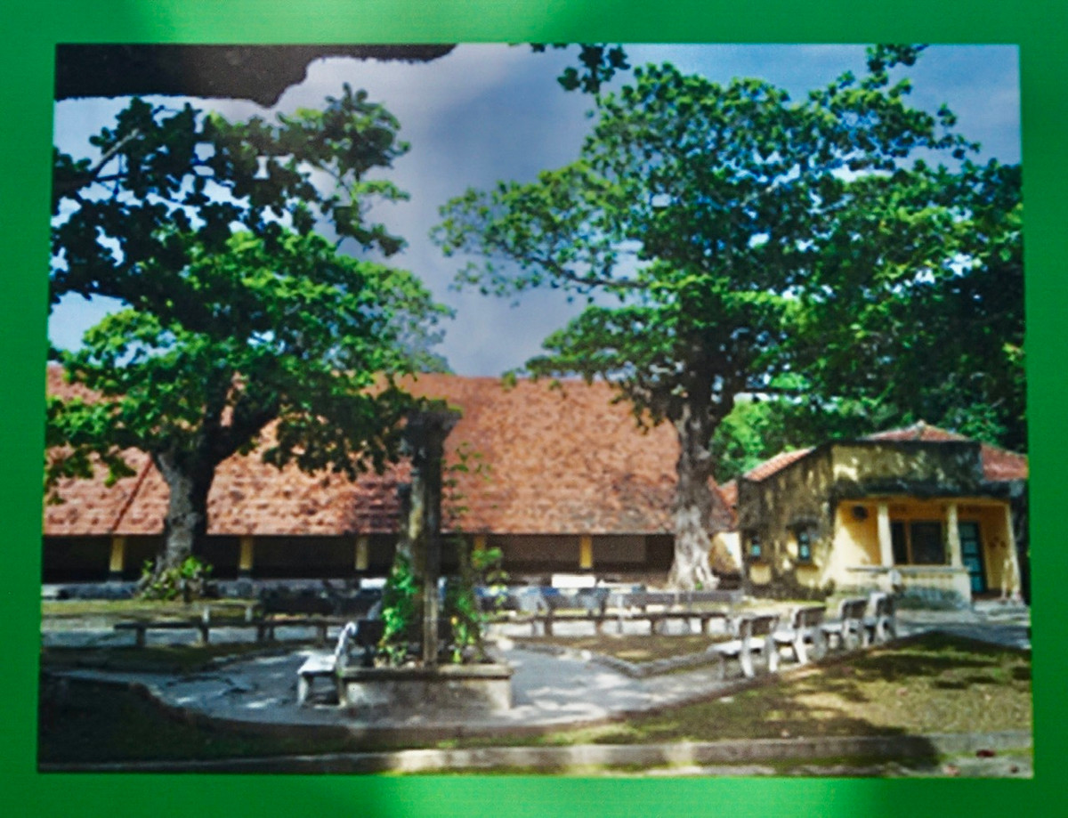 Khác với bàng trong đất liền, những cây bàng mọc nơi biển đảo có lá màu thẫm, gốc rộng, vỏ xù xì và gân guốc hơn. Bàng có ở khắp nơi, trong sân vườn, bên bờ biển, trong sân các trại giam Nhà tù Côn Đảo… Những cây bàng cổ thụ góp phần tạo nên không gian trầm mặc, cổ kính. 