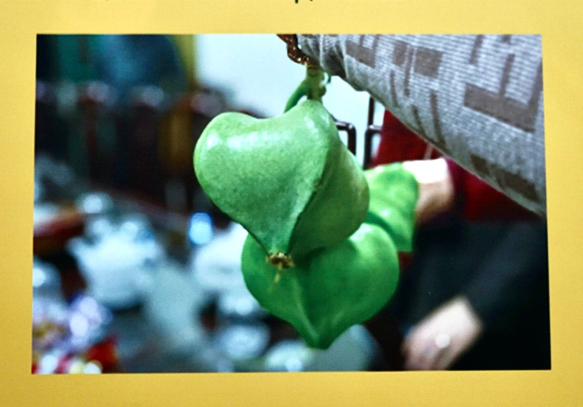 Cùng với cây phong ba, bàng vuông là loại cây trụ vững trước nắng gió và bão tố trên biển đảo.