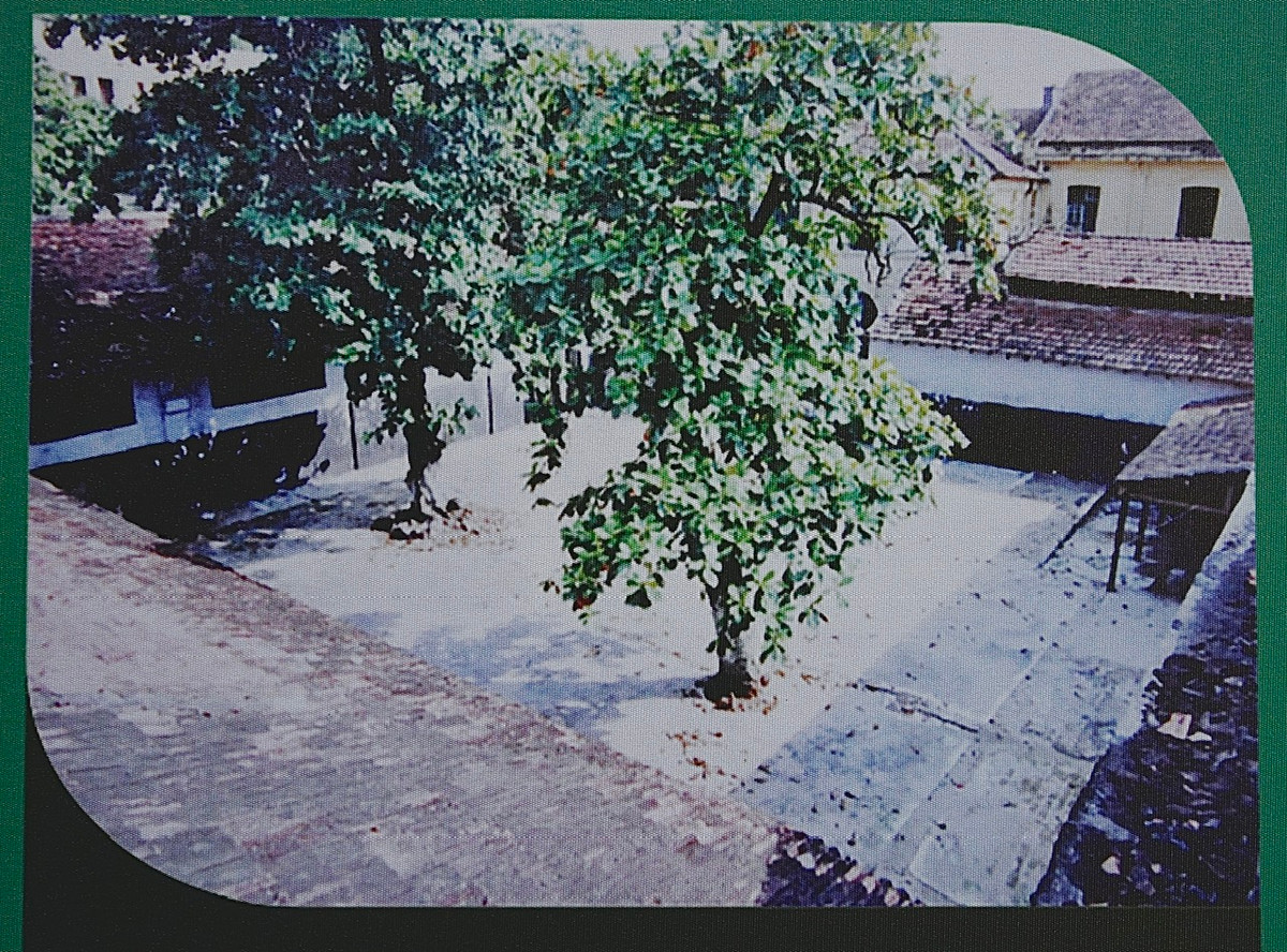 Bàng là loài cây bình dị, có mặt ở hầu khắp các con phố, đường làng khắp mọi miền Tổ quốc, bàng lại trở thành "chứng nhân lịch sử", chứng kiến bao cảnh sống gian khổ và những cuộc đấu tranh hào hùng của tù chính trị Hỏa Lò năm xưa. Trong ảnh: Bàng bên trong sân các trại giam nam tù chính trị: D, E, G, H. 