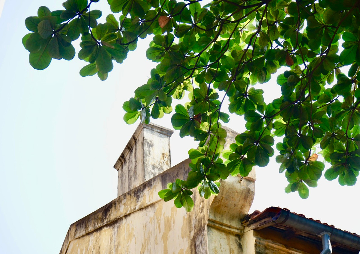 “Những cây bàng trong Nhà tù Hỏa Lò” giúp công chúng hiểu hơn về những “cây bàng hiệp sĩ” tại di tích này. Theo đó, trước năm 1930, những tù nhân phải lao dịch ở tòa án, đã có sáng kiến bứng về một cây bàng non, xin được trồng để lấy bóng mát. Thấy có lợi, giám ngục cho trồng thêm những cây bàng tại các khu sân trại. Theo thời gian, bàng lớn lên, gắn bó thân thiết và hữu ích với nhiều thế hệ tù chính trị Hỏa Lò. 