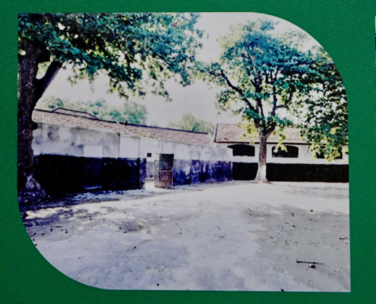 Từ gốc đến ngọn, lá, cành, quả bàng đều được người tù chính trị trân quý, tận dụng trong cuộc sống sinh hoạt. Trong ảnh: Bàng bên trong sân trại P,J (các trại giam nam tù chính trị) và xà lim I (xà lim án tử hình).