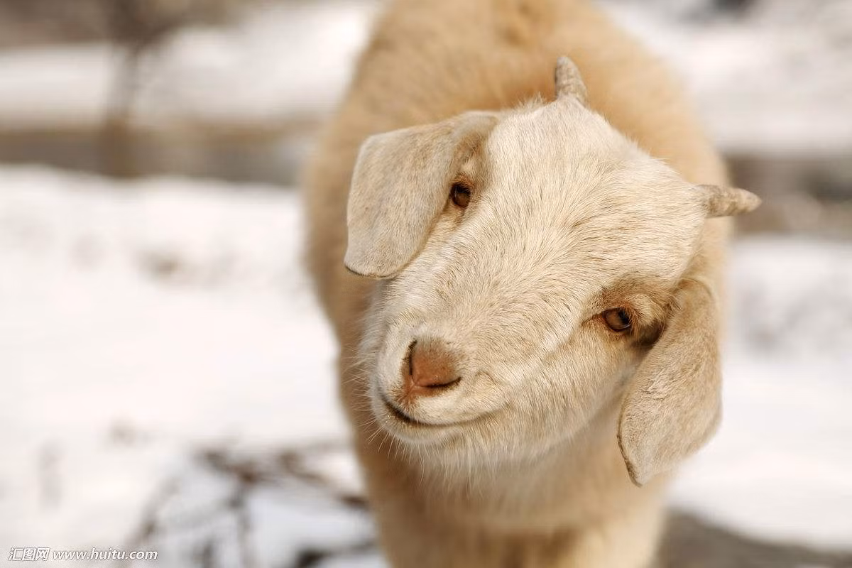 Người tuổi Mùi ôn hòa, nhanh nhẹn, khéo léo ứng xử nên rất ít khi đắc tội với người khác và thường được người xung quanh quý mến.