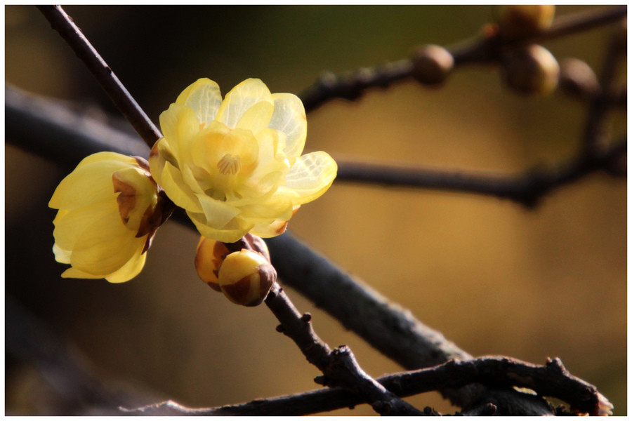 4. Ngày 23 và 26 âm lịch: Người sinh vào thời gian này bẩm sinh đã có vận số may mắn. Họ sẽ luôn có được quý nhân giúp đỡ nên cho dù cuộc sống, công việc, tài vận, tình cảm đều suôn sẻ hơn người khác.